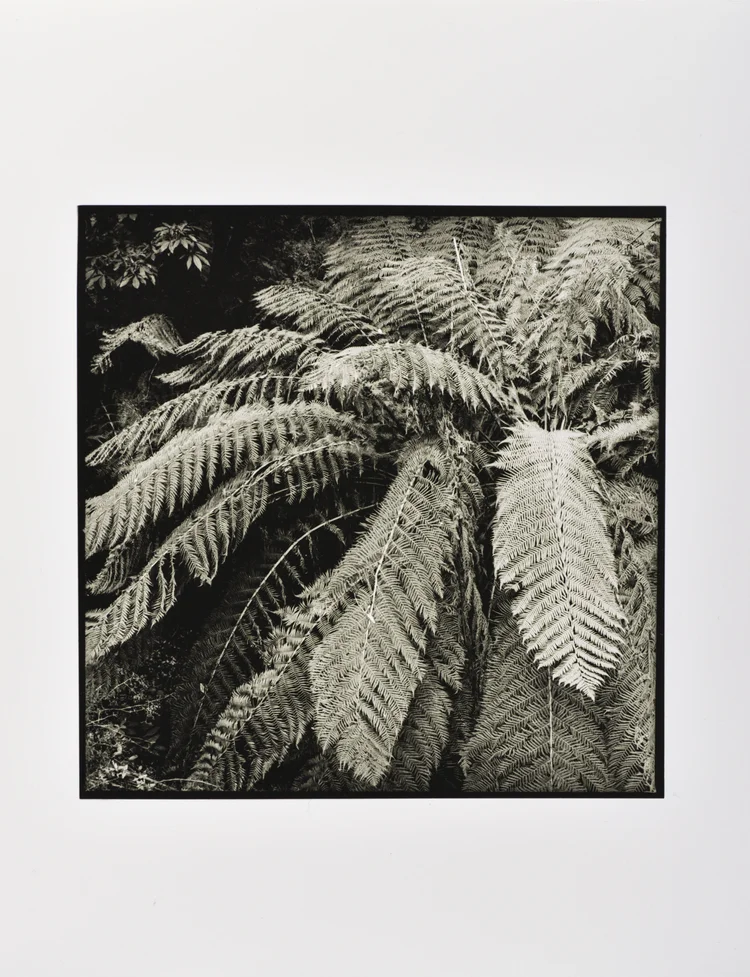 Black & White Analogue photograph