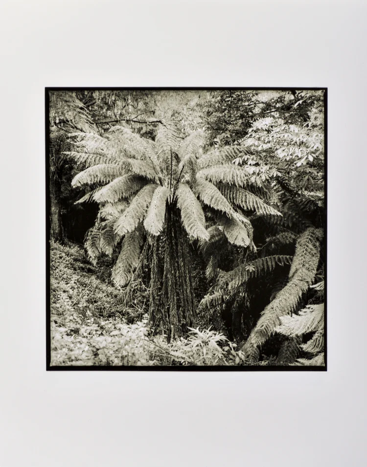 Black & White Analogue photograph